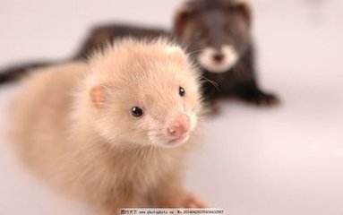 德扑圈客服微信