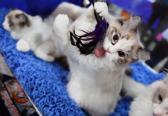 德扑圈iOS安卓下载