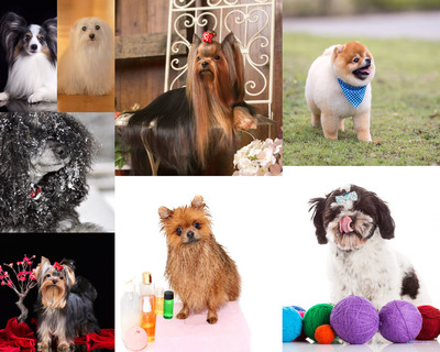 德扑圈官方网站