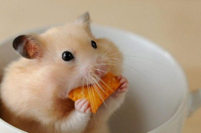 德扑圈官方网站