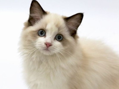 德扑圈官方客服