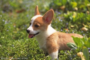 hhpoker俱乐部客服推荐