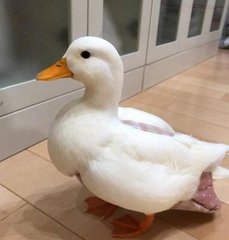 德扑圈官方客服