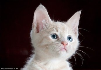 真人德扑圈俱乐部客服推荐