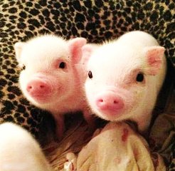 德扑圈人工客服微信