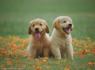 德扑圈人工客服微信