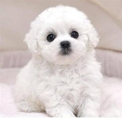 真人德扑圈俱乐部客服推荐