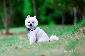 德扑圈俱乐部客服推荐