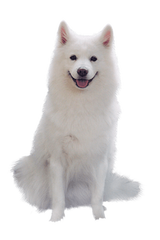 德扑圈俱乐部客服推荐