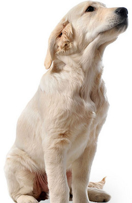 德扑圈人工客服微信