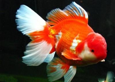 德扑圈俱乐部客服推荐