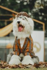 德扑圈iOS安卓下载