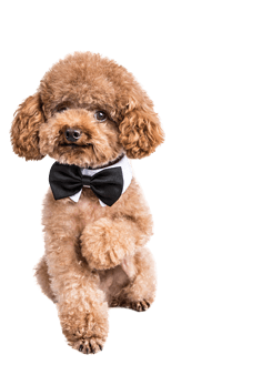 hhpoker俱乐部客服推荐