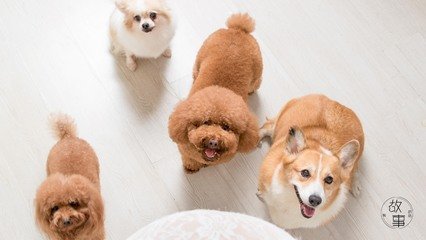 hhpoker德扑线上客服