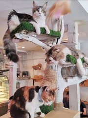 hhpoker德扑线上客服