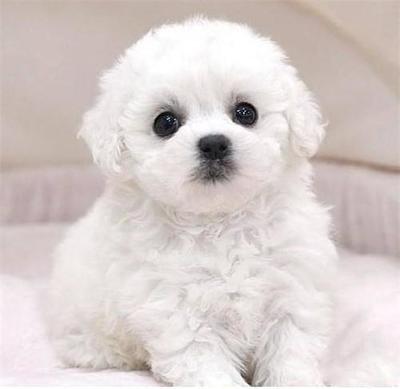 德扑圈官方网站